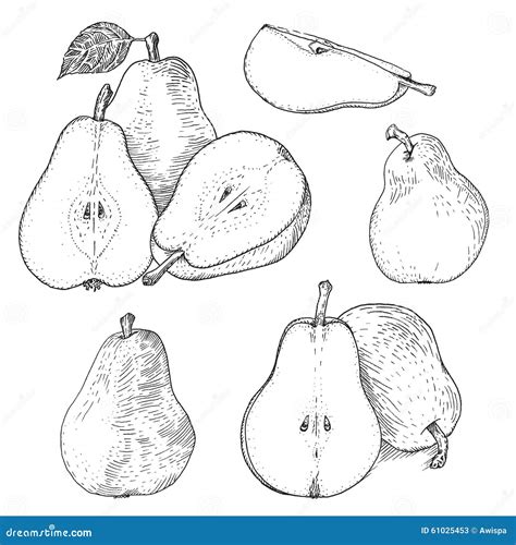 Ink Pears Sketches Set Stock Vector Illustration Of Design