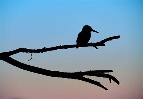 Koop het kunstwerk IJsvogel van IJsvogels nl Corné van Oosterhout