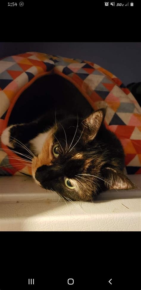 I Think This Picture Of My Cat Is A Meme Material Rcat