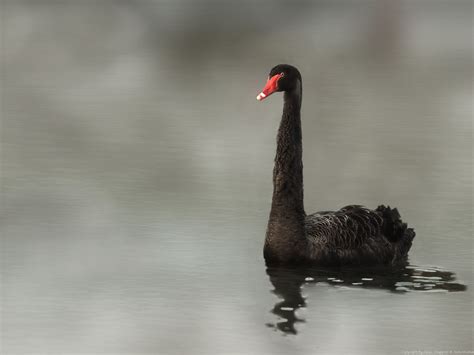 Cygne Noir Cygnus Atratus Black Swan A Ce Jour C Est L Flickr