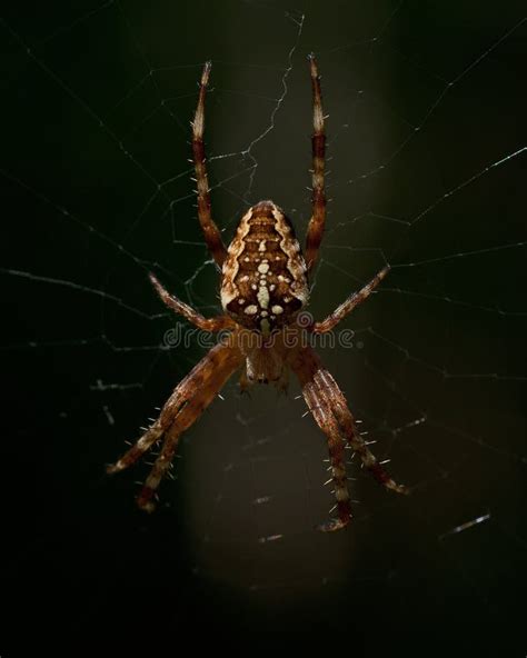 A Aranha De Jardim Europeia Diadematus Do Araneus Foto De Stock