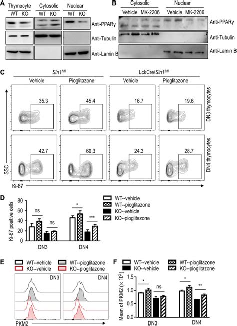 The Sin Dependent Pkm Expression In Developing Thymocytes Requires An