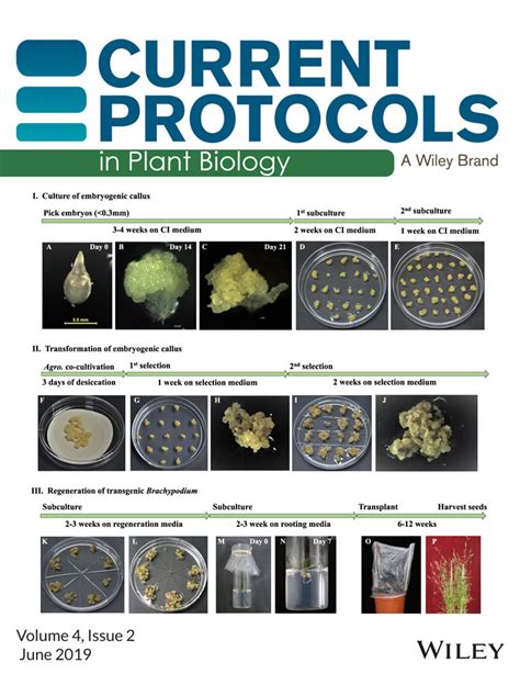 Current Protocols In Plant Biology Vol 4 No 2