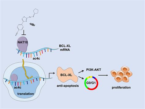 Frontiers Nat10 Acetylates Bcl Xl Mrna To Promote The Proliferation