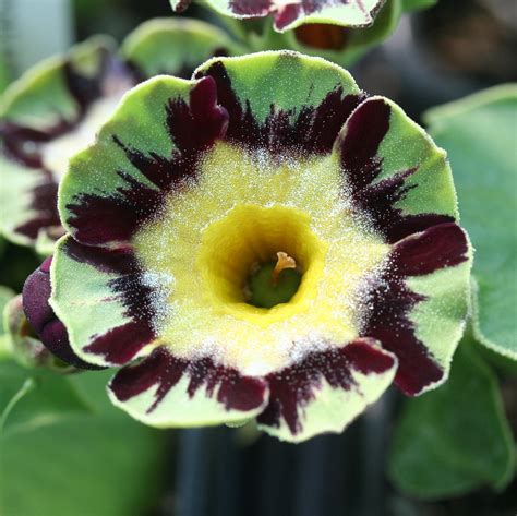 Auricula Polly Summerdale Garden Nursery