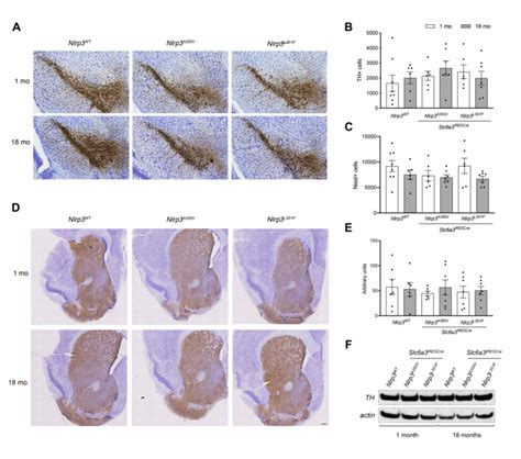 Analysis Of Da Neuron Maintenance In Snpc And Striatal Tissues From