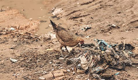 Aberystwyth Uni Developing App To Protect Nigerian Farms From Bird Flu Poultry Network