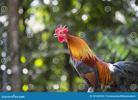 Un Gallo De Canto En La Madrugada Imagen De Archivo Imagen De