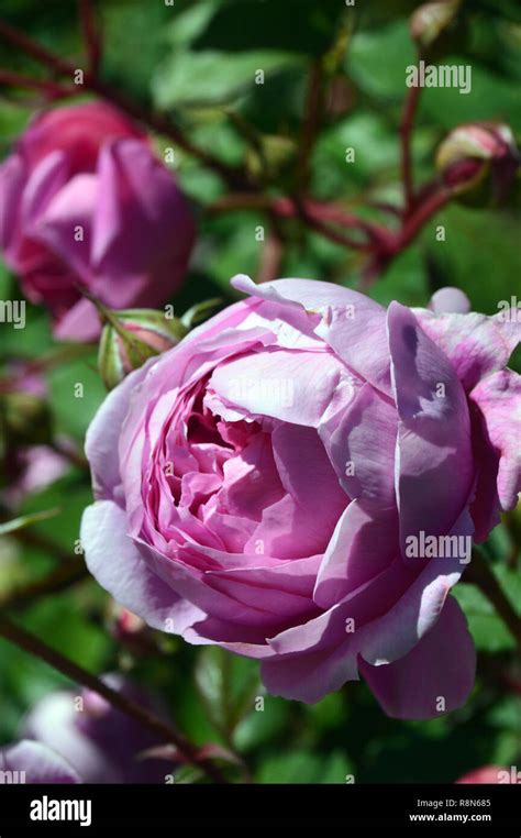 Pink English Rose Flower Alan Titchmarsh ('Ausjive') on Display at RHS ...