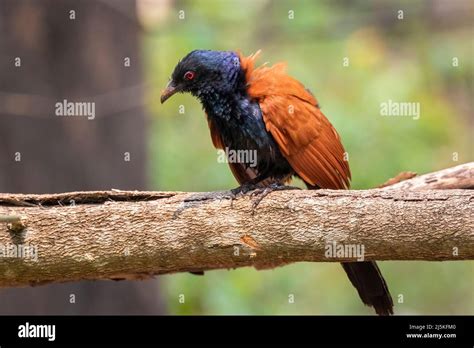 Image Of Greater Coucal On Nature Background Bird Animals Stock Photo