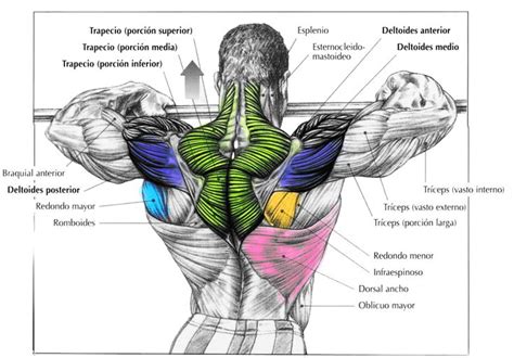 Anatom A De Los M Sculos De La Espalda
