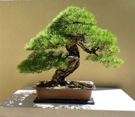 Annaffiare Bonsai Attrezzi E Vasi Per Bonsai Annaffiare Bonsai