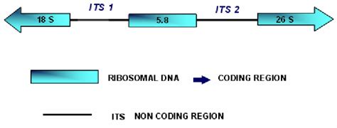 Genomic Organization Of The S Rdna Its S Rdna Its And S