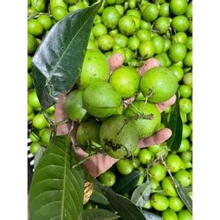 BUAH KUNDANG MUDA | BUAH STAR MUDA | BUAH STAQ | Shopee Malaysia