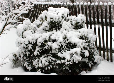 Heavy snow covered bush Stock Photo - Alamy