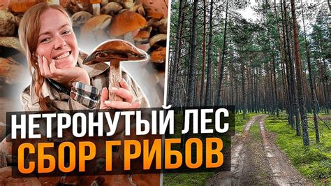 СОБИРАЕМ ГРИБЫ В НЕТРОНУТОМ ЛЕСУ У ДОМА | Будни фермера - YouTube