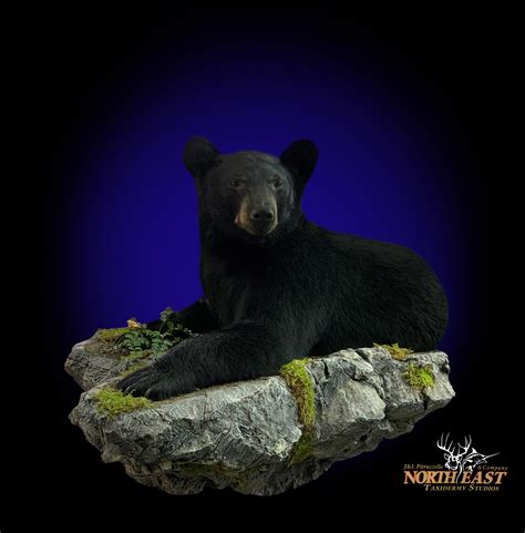 Half Body Black Bear Mount Mounted Half Body Black Bear Taxidermy