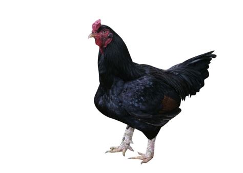 9 Best Game Chicken Breeds - The Happy Chicken Coop