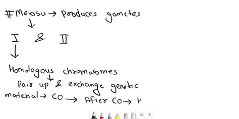 Solved Mendel’s Law Of Independent Assortment Is Illustrated At The Phase Shown In Your Picture