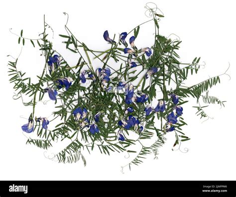 Dried Flower Petals Application Bouquet Of Dry Flowers Stock Photo Alamy