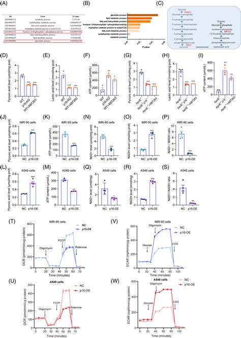 P Deletion Decreases Glycolysis In The Lungs Of Hfdfed Mice And In