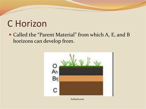 PPT - Soil Horizons PowerPoint Presentation, free download - ID:377192