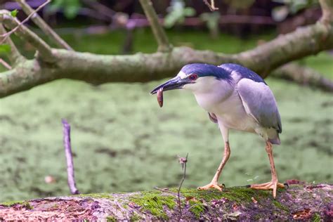 12 Herons In Georgia ID Photos When To Spot