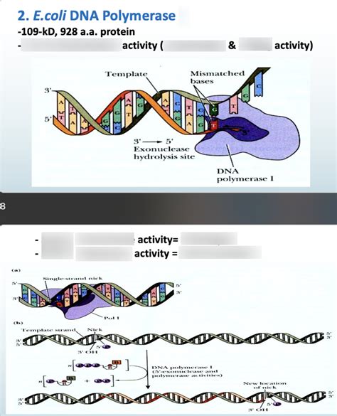 E Coli Dna Pol I Diagram Quizlet