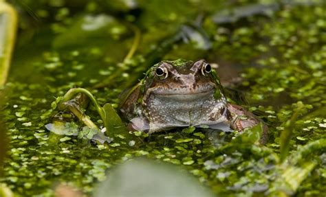 What Frog Breeds Live in a Pond? - AMPHIPEDIA