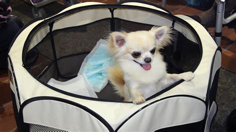 Westminster dog show behind the scenes in photos - ABC7 Los Angeles