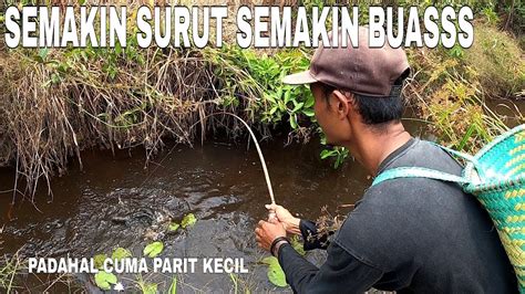 Sangat Buasss Najur Ikan Gabus Besar Di Parit Kecil Jadi Sangat