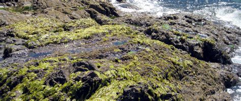 Intertidal Zone · iNaturalist