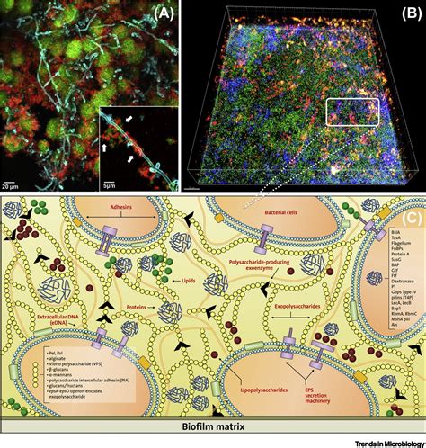 Biofilm Matrixome Extracellular Components In Structured Microbial