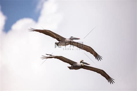 Pelecanus Occidentalis