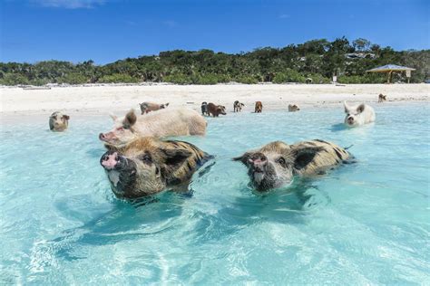 Swimming with the Pigs in the Bahamas at Pig Beach in the Exumas