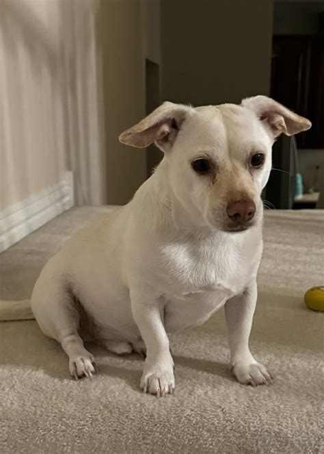 The Birthday Potato Rchiweenie