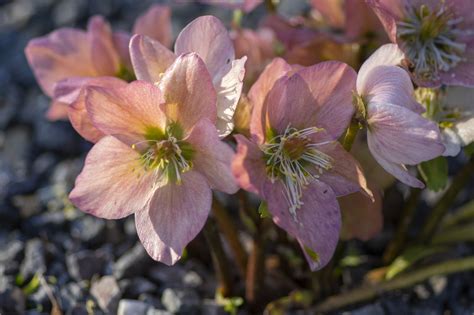 4 Plantas Perfectas Para Decorar Tu Casa En Navidad Si Las Nochebuenas