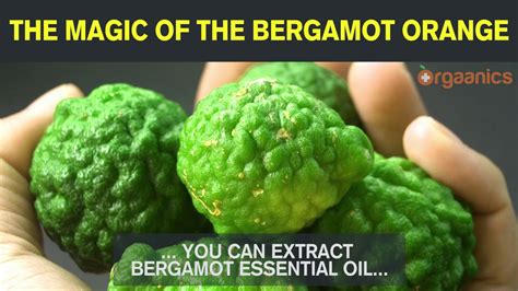 The Magic Of The Bergamot Orange Youtube