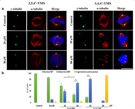 Alterations Of Mitotic Spindle Structure Upon Treatment With 354′ Tms