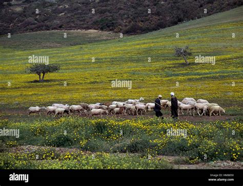 A flock of sheep and shepherds, near Arzew, Algeria Stock Photo - Alamy