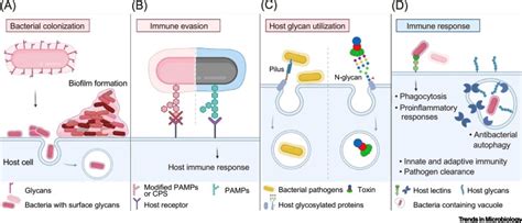 Glycan Mediated Molecular Interactions In Bacterial Pathogenesis