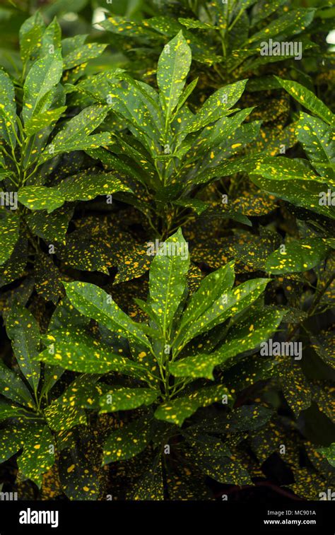 Floral Background Green In Gold Speckls Leaves Of Gold Dust Croton