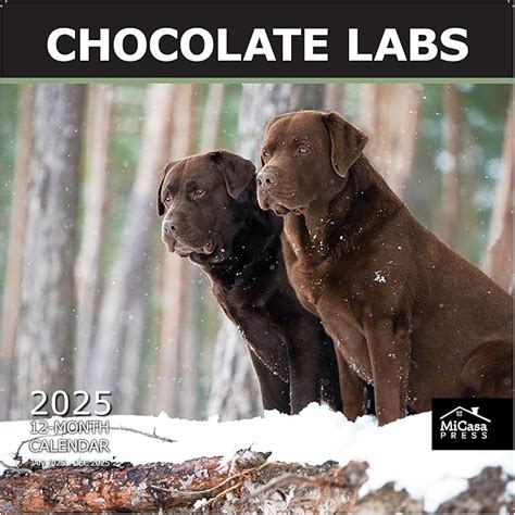 Amazon Micasa Chocolate Labs Hangable Monthly Wall Calendar