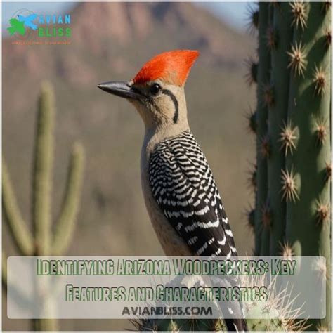 Woodpeckers Of Arizona 15 Feathered Drummers You Cant Miss 2024