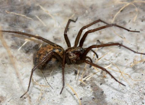 Watch Out These Spiders Are Creeping Up On Bay Area Aantex Pest