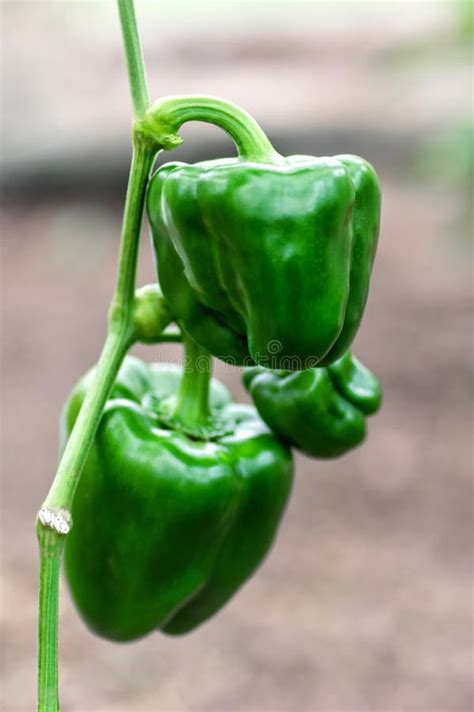 Sweet Green Pepper Large Green Fruits Of Sweet Bell Pepper Close Up