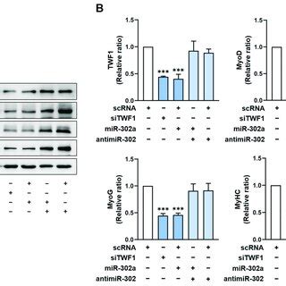 MiR 302a Inhibits The Expressions Of Myogenic Factors And TWF1 C2C12