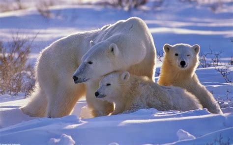 Polar bear, Bear, Family, Babies, Snow, walk wallpaper - Coolwallpapers.me!