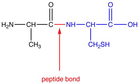 Peptide Bond | OChemPal | Peptide bond, Peptides, Bond