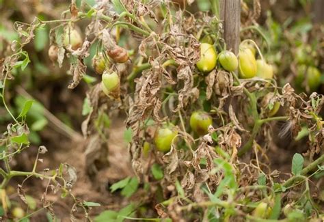 Tomato Fruitworms: How To Identify, Control, & Get Rid These Garden Pests